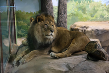 Екатеринбургский зоопарк обновил зимние вольеры львов