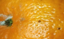 В Екатеринбург завезли импортные мандарины с карантинным вредителем В Екатеринбург завезли импортные мандарины с карантинным вредителем