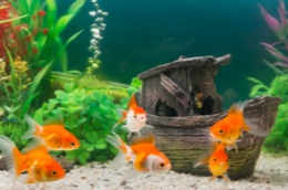 фото: Россельхознадзор по Свердловской области