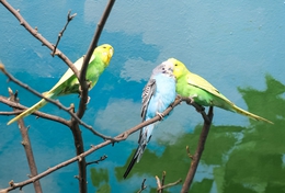 фото: Екатеринбургский зоопарк фото: Екатеринбургский зоопарк