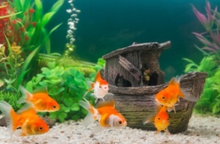 Россельхознадзор в аэропорту Екатеринбурга встретил более тысячи индонезийских аквариумных рыбок Россельхознадзор в аэропорту Екатеринбурга встретил более тысячи индонезийских аквариумных рыбок