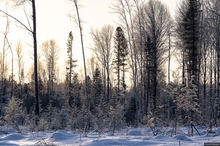 Сотрудники лесничеств усилят охрану лесов в преддверии Нового года Сотрудники лесничеств усилят охрану лесов в преддверии Нового года