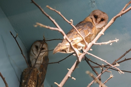 фото: Екатеринбургский зоопарк 