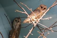 В зоопарке Екатеринбурга поселились еще два крылатых новосела В зоопарке Екатеринбурга поселились еще два крылатых новосела