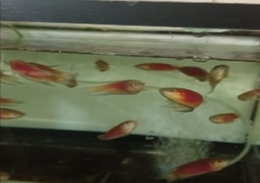 фото: Россельхознадзор по Свердловской области фото: Россельхознадзор по Свердловской области