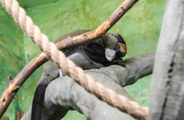 фото: Екатеринбургский зоопарк фото: Екатеринбургский зоопарк