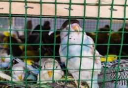 фото: Россельхознадзор по Свердловской области