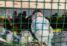 В Свердловскую область ввезено более 600 декоративных птиц