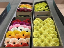 На Урал завезли 8 миллионов цветов к 8 Марта