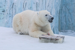 фото: Пресс-служба Екатеринбургского зоопарка фото: Пресс-служба Екатеринбургского зоопарка