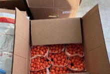 Из Свердловской области в Казахстан экспортировано более 10 тысяч срезов тюльпанов