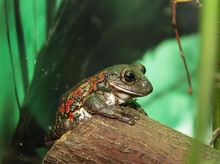 В зоопарке Екатеринбурга стартовал традиционный конкурс «ЗооМисс-2026»