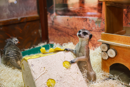 фото: Екатеринбургский зоопарк 