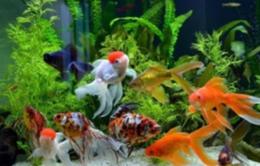 фото: Россельхознадзор по Свердловской области