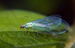 Фото: пресс-служба Уральского межрегионального управления Россельхознадзора