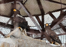 В Екатеринбургском зоопарке поселилась пара белоплечих орланов