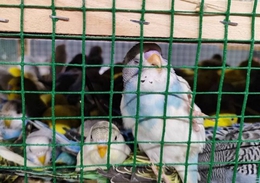 фото: Россельхознадзор по Свердловской области