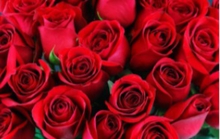 В Свердловскую область завезли несколько сотен зараженных цветов из Эквадора