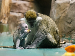 Фото: Болдырев-Никитин Илья, Лопатко Дарья / Екатеринбургский зоопарк