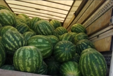 В Екатеринбург поступила первая в сезоне партия арбузов из Ирана