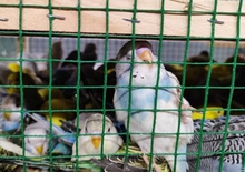 Более 500 попугаев ввезено в Свердловскую область