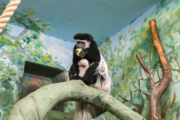 фото: Екатеринбургский зоопарк 