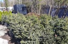 В Свердловскую область ввезены саженцы хвойных деревьев из Беларуси