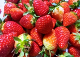 фото: Россельхознадзор по Свердловской области