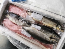 Более 300 килограмм рыбы и морепродуктов отправлено из Свердловской области за рубеж
