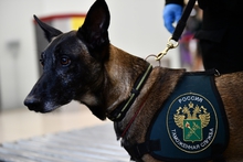 Более 470 правонарушений выявили уральские таможенники с помощью служебных собак